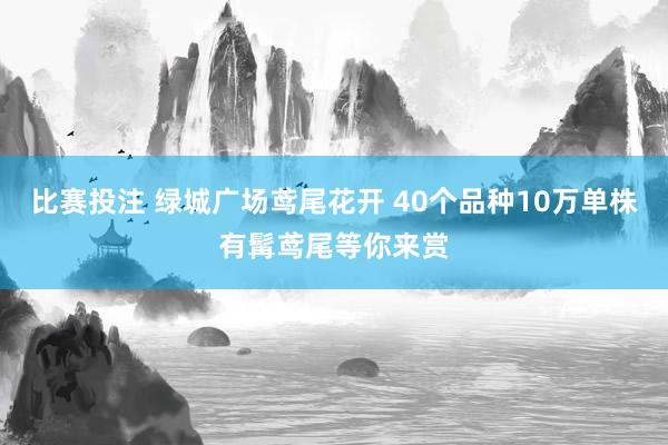 比赛投注 绿城广场鸢尾花开 40个品种10万单株有髯鸢尾等你来赏