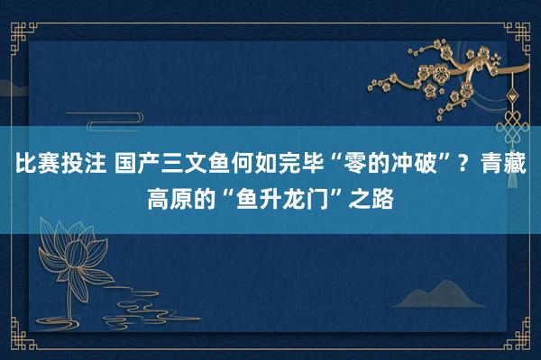 比赛投注 国产三文鱼何如完毕“零的冲破”？青藏高原的“鱼升龙门”之路